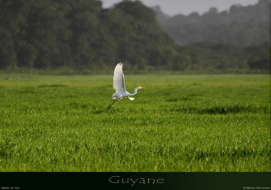 20150102_28grdeaigrette
