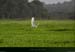 20150102_28grdeaigrette