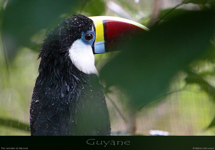 20141229_69toucandecuvier