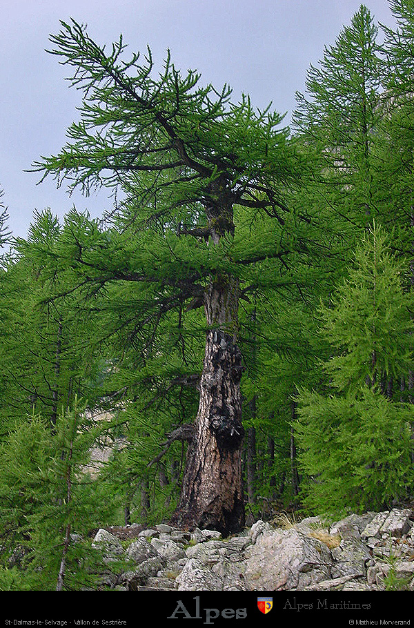 20030806_bonette_sud_vallondesestrieres_bois