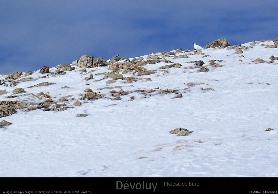20170223_bure_plateau_lagopede