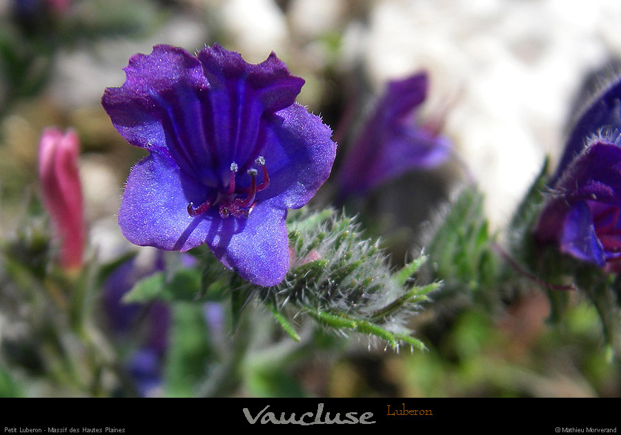 20080619_045