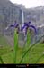 20010728_cirquedegavarnie_fleur_1