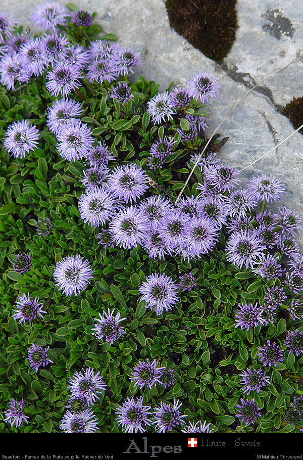 20040611_randorocherduvent_7_fleurs