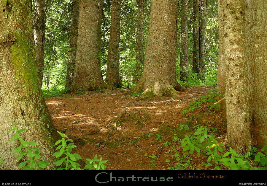 20020708_coldelacharmette_foret