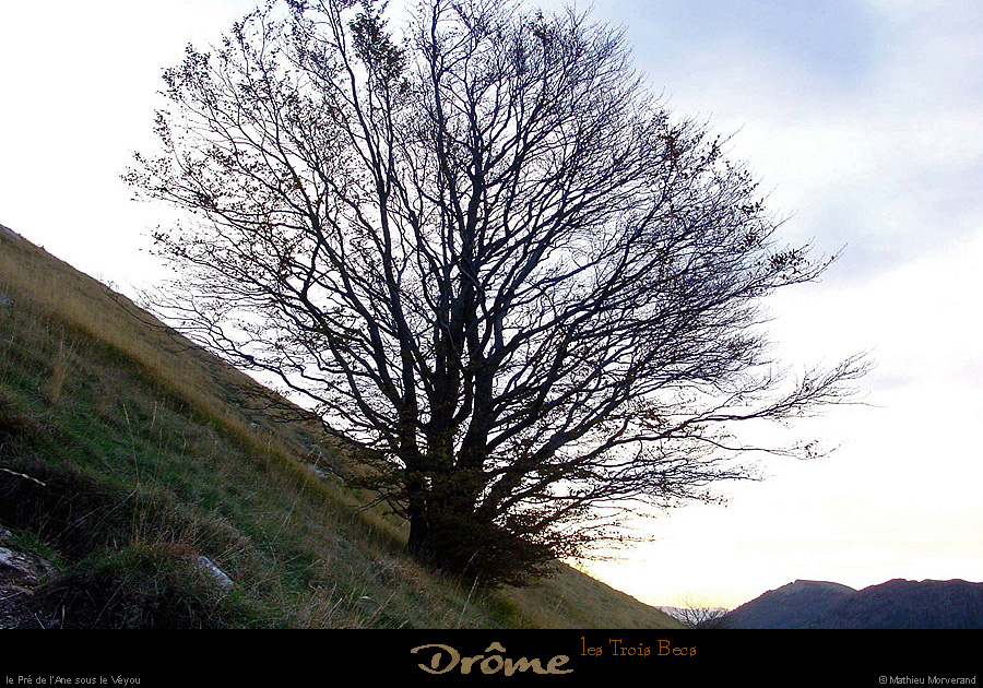 20011023_lestroisbecs_arbre