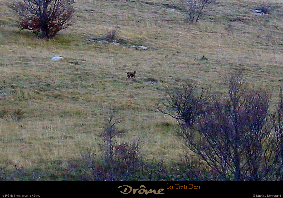20011023_lestroisbecs_chamois