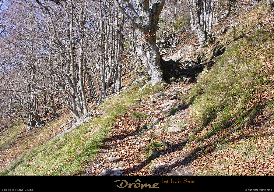 20021026_troisbecs_chemin_partieboisee