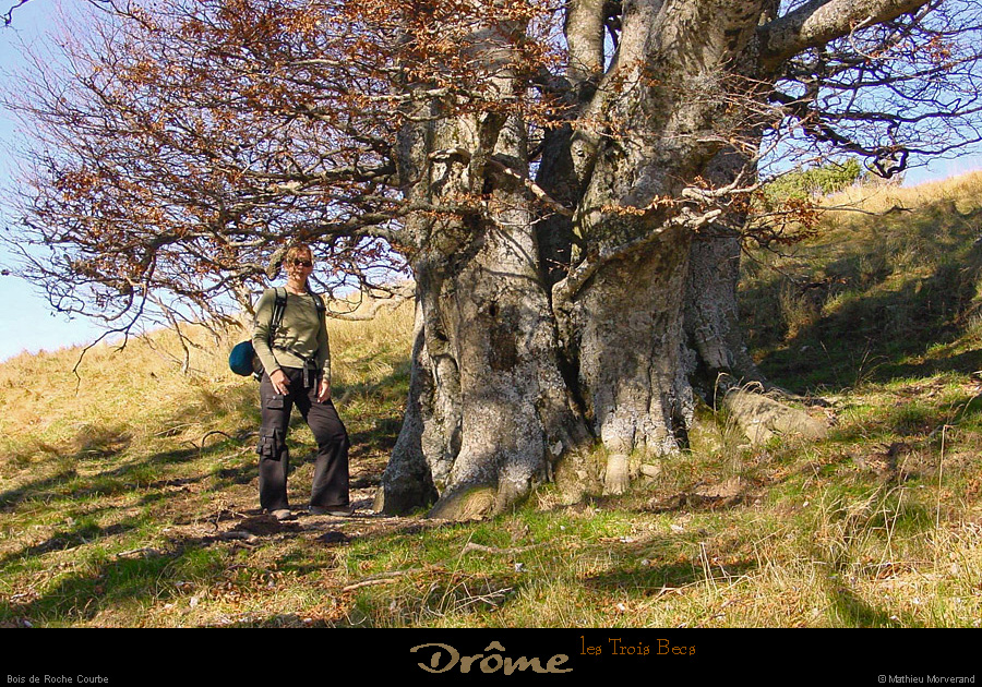 20021026_troisbecs_rochecourbe_arbre_christel