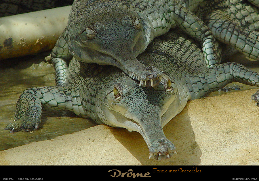 20020714_fermeauxcrocodiles_04