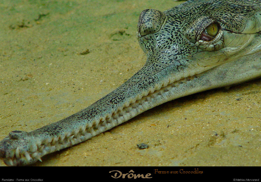 20020714_fermeauxcrocodiles_06