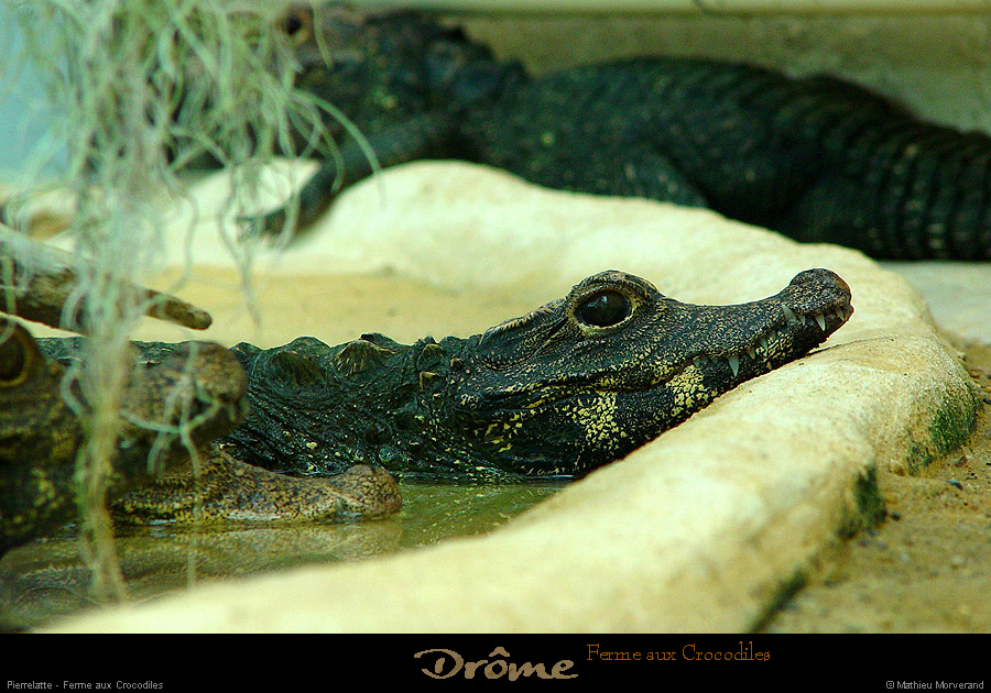 20020714_fermeauxcrocodiles_14