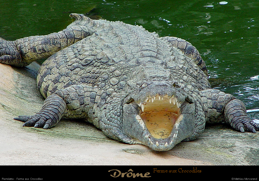 20020714_fermeauxcrocodiles_20