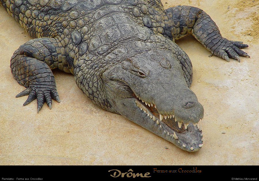 20020714_fermeauxcrocodiles_28