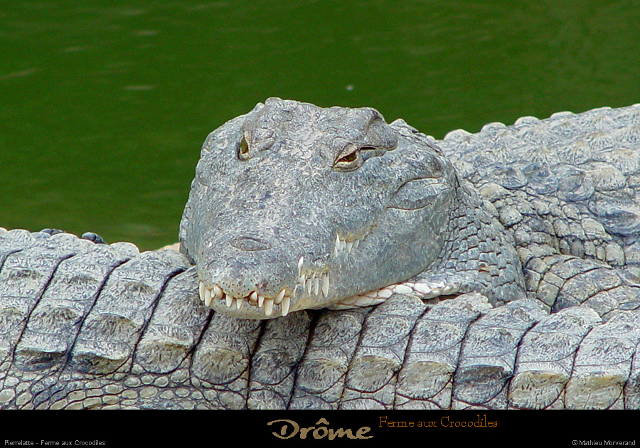 20020714_fermeauxcrocodiles_37