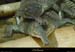 20020714_fermeauxcrocodiles_04