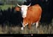 20110715_htesavoie_pentesptemiribel2