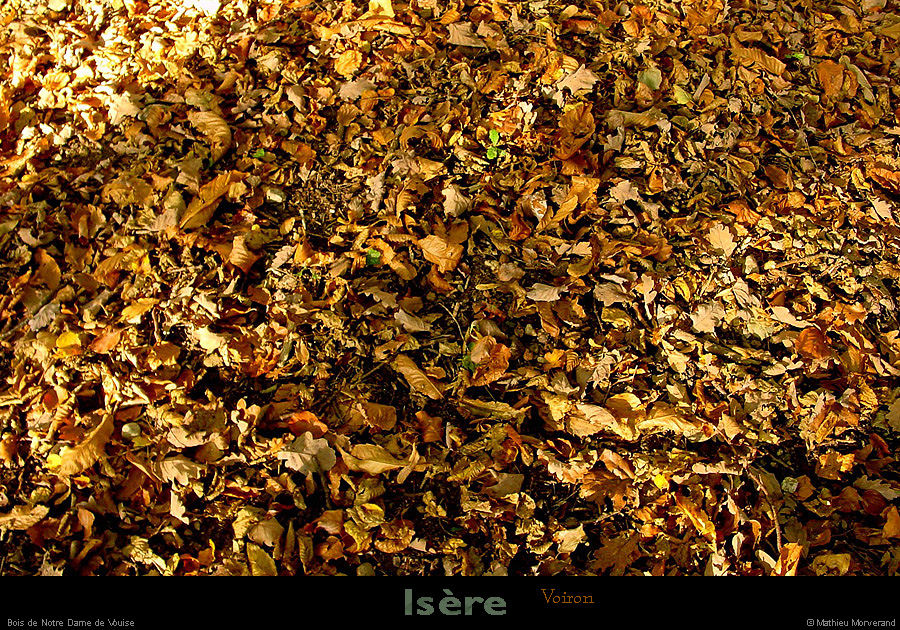 20011011_nddevouise_foret_sol