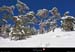 20050130_bois_de_sardieres_09