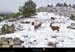 20050201_bouquetinssurlaroutedaussois_7