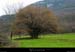 20020301_izeron_arbre