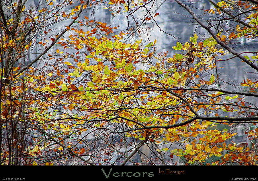 20021025_valleedeladrevenne_feuilles
