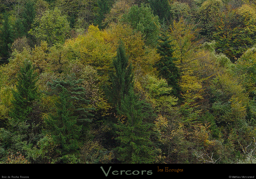 20021025_valleedeladrevenne_foret_3