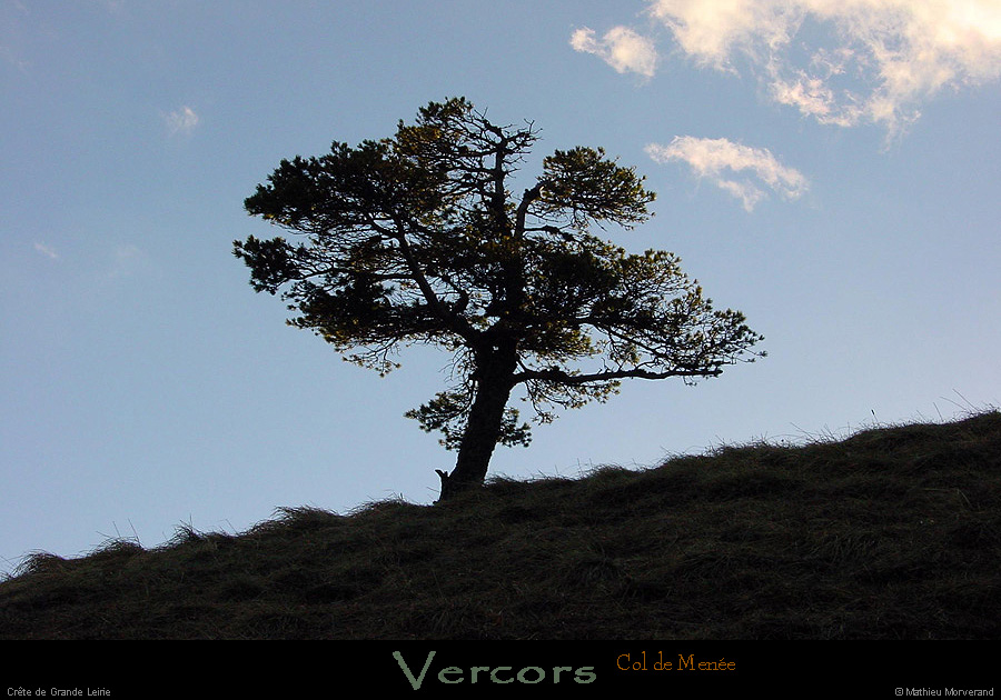 20020322_coldemenee_arbre