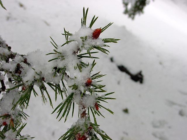 20020503_coldemenee_sapins