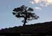 20020322_coldemenee_arbre