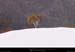 20020503_coldemenee_se_arbreisole_1