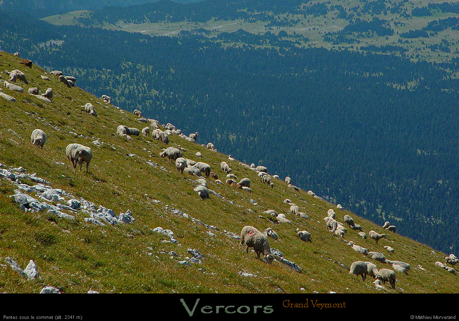 20020822_grdveymont_moutons_2