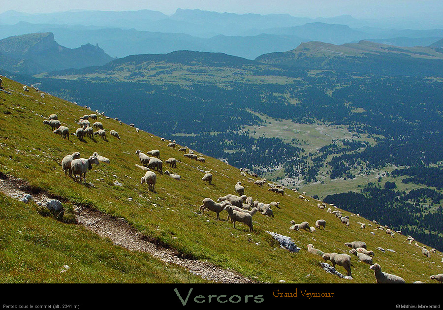 20020822_grdveymont_moutons_3