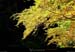 20011001_coldelabataille_automne